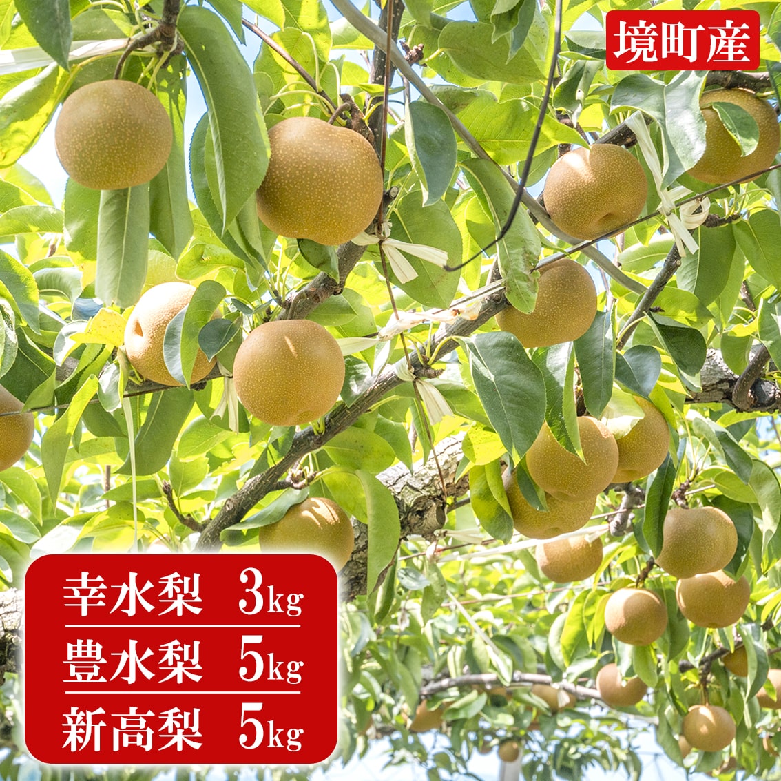 ◎新高梨◎ 【数量限定】＼生育が良好のため／ なくなり次第終了 順次発送 【毎年即完売】 ※2026年産 先行予約 境町 幸水 梨 3kg 豊水 5kg 新高（数量限定）梨 なし ナシ 茨城県産 令和8年産
