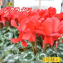 【ふるさと納税】【 シクラメン 】6号鉢×1( 赤系 )