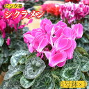 【ふるさと納税】【 シクラメン 】6号鉢×1( ピンク系 )