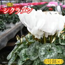 【ふるさと納税】【 シクラメン 】6号鉢×1( 白系 )