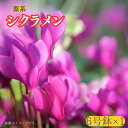 【ふるさと納税】【 シクラメン 】6号鉢×1( 紫系 )
