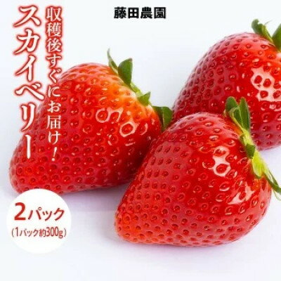 【ふるさと納税】栃木県産いちご【スカイベリー】(2パック(約600g))【配送不可地域：離島・北海道・沖縄県・信越、北陸・東海・近畿・中国・四国・九州】【1376291】のサムネイル