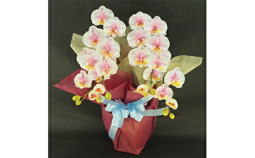 【ふるさと納税】光触媒 胡蝶蘭S 2本立ち/絞りピンク