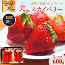 【ふるさと納税】\9末まで 寄附額改定/高級いちご 完熟スカイベリー2パック 600g | 栃木 スカイベリー 甘い 糖度 旬 新鮮 フルーツ 果物 アレンジ スイーツ 贈答用 ※2025年12月下旬~2026年3月下旬頃に順次発送予定 ※沖縄・離島への配送不可