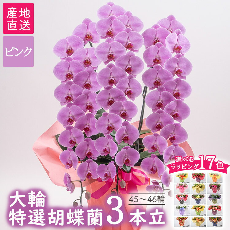 フラワーギフトの花形、大輪胡蝶蘭【ピンク】3本仕立て。大きなお花が連なる姿は豪華絢爛、贈られる人を大切に思う、心が伝わる一品です。 胡蝶蘭3本が1つの鉢に入っております。花輪の数は1本につき15輪以上、3本で45輪以上と大変豪華な胡蝶蘭です。花の大きさは、11～15cm前後の「大輪」と呼ばれる花輪のみで構成されており流れるように花輪が並び、一際目を引く美しいシルエットになっております。ビジネスのお祝いにも最適です。 ※離島への配送不可(北海道・沖縄本島は可) 名称 特選胡蝶蘭（大輪）3本立 内容 花の大きさ：大輪 花の本数：3本立 花の数：45～46輪クラス 開花期間：1ヶ月～2ヶ月程度(環境によって異なります） 品種 胡蝶蘭 花の色 ピンク サイズ 高さ：110cm程度 横幅：55cm程度 奥行き：50cm程度 ラッピングカラー プロにお任せ 01：グリーンイエロー 02：ルージュレッド 03：オレンジイエロー 04：ダブルピンク 05：レジェンドゴールド 06：ルビーレッド 07：グレーレッド 08：エドムラサキ 09：ウグイスパープル 10：パープルシルバー SP01：スペシャルグリーン SP02：スペシャルルージュ SP03：スペシャルレッド SP04：スペシャルゴールド SP05：スペシャルパープル ラッピング不要 ※無料ラッピングのカラーが選択できます。 おまかせを選択された場合、ベテランスタッフがお花に合うラッピングをチョイスしてお届け致します。 立札・メッセージカード 中木目（11cm×27cm） カードL（9.8cm×18.5cm） カードS（6cm×11cm） 立札不要 ※メッセージ内容は備考欄にご記載ください 製造者提供元 フラワーカンパニー 栃木県宇都宮市上横田町528-1【栃木県宇都宮産】特選胡蝶蘭（大輪）ピンク3本立 45～46輪クラス 入金確認後、注文内容確認画面の【注文者情報】に記載の住所に30日以内に発送いたします。 ワンストップ特例申請書は入金確認後30日以内に、お礼の特産品とは別に住民票住所へお送り致します。 ・ふるさと納税よくある質問はこちら ・寄付申込みのキャンセル、返礼品の変更・返品はできません。寄付者の都合で返礼品が届けられなかった場合、返礼品等の再送はいたしません。あらかじめご了承ください。 ・この商品はふるさと納税の返礼品です。スマートフォンでは「購入手続きへ」と表記されておりますが、寄付申込みとなりますのでご了承ください。