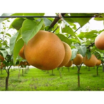【ふるさと納税】栃木県産 JA うつのみや にっこり梨 (5玉〜6玉) 【 果物 フルーツ なし 栃木県 宇都宮市 】のサムネイル