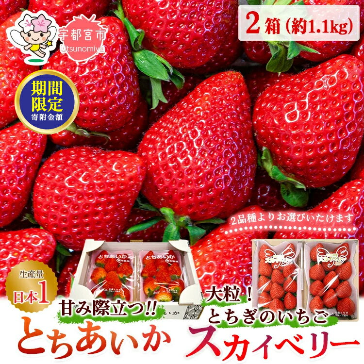 【ふるさと納税】＼12月末まで 寄附額改定／【先行予約】【品種が選べる！】スカイベリー / とちあいか 2箱 1.16kg（1箱(2パック入)×2）｜ いちご 大粒 栃木県 宇都宮市 果物 フルーツ イチゴ ※2025年1月上旬～3月上旬頃に順次発送予定 ※北海道・沖縄・離島への配送不可