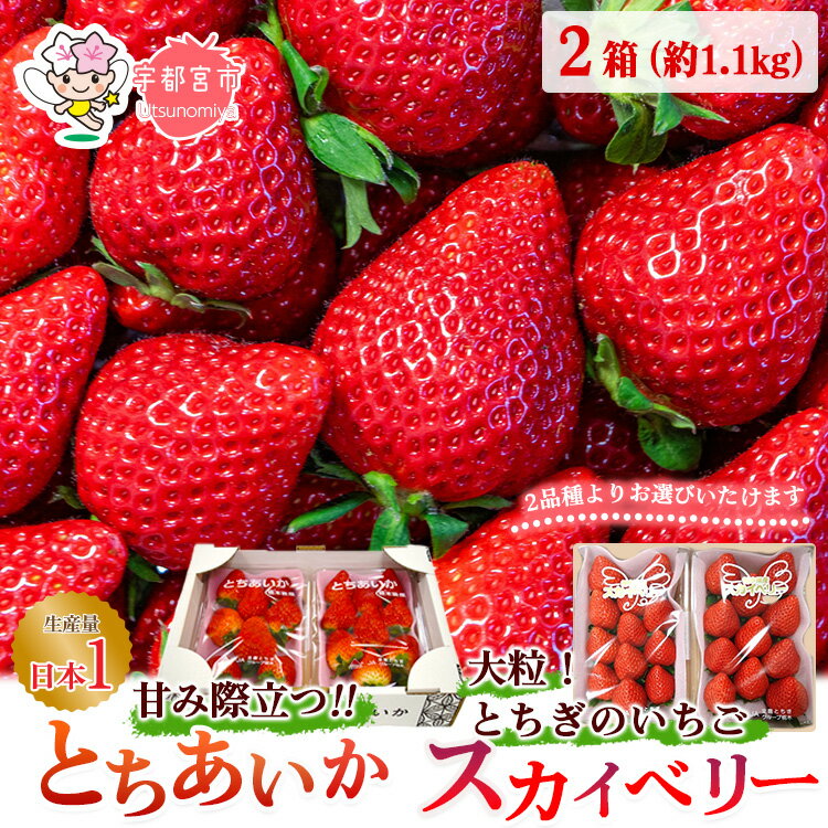 【ふるさと納税】スカイベリー いちご 大粒 | ギフト 謝礼品 贈答 | 栃木県 宇都宮市 | 果物 フルーツ 苺 イチゴ 人気｜期間限定 |2箱 1.16kg（2パック×2箱／2024年1月以降発送）※着日指定不可のサムネイル