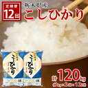 【ふるさと納税】【12ヶ月定期便】【令和5年産】栃木県産こしひかり（精米 5kg×2袋）※着日指定不可※離島への配送不可