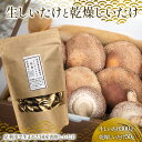 【ふるさと納税】純国産菌床しいたけ 生しいたけ300g、乾燥しいたけ50gセット 国産 野菜 椎茸 栃木 F7Z-1351