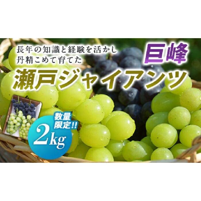 紀州和歌山産巨峰約800g×2セット ※2023年8月上旬頃〜8月中旬頃順次発送(お届け日指定不可)| ふるさと納税バイブル 紀州和歌山産巨峰約800g×2セット ※2023年8月上旬頃〜8月中旬頃順次発送(お届け日指定不可)| ふるさと納税バイブル