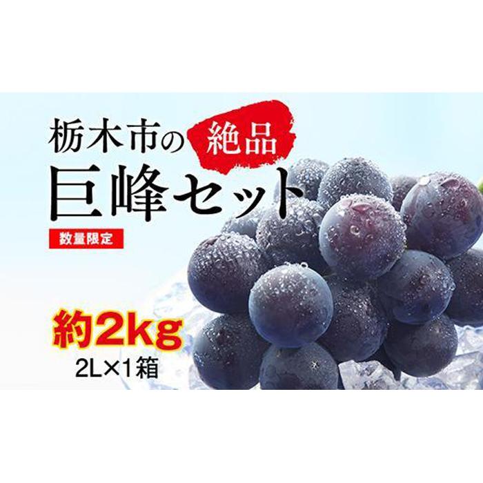 [2024年夏発送分先行受付 / 数量限定]栃木市の絶品巨峰セット(2024年8月下旬〜9月上旬発送予定)2L(約2kg)×1箱 | フルーツ 果物 くだもの 食品 人気 おすすめ 送料無料