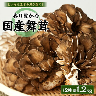 舞茸 12株【配送不可地域：離島】【1515049】