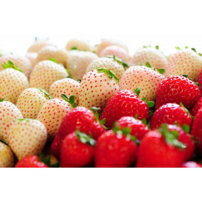 【ふるさと納税】【春いちご】紅白いちご(とちあいか、ミルキーベリー)詰め合わせ(300g×1パックず