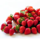【ふるさと納税】【春イチゴ】『葛生農場』栃木の新品種『とちあいか』(260g×2パック)【配送不可地域:離島】【1663313】