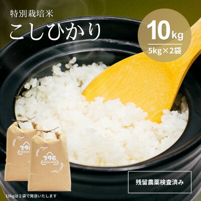 【ふるさと納税】令和7年産　特別栽培米コシヒカリ　10kg(5kg×2袋)【1695258】