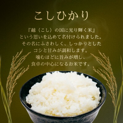 【ふるさと納税】令和7年産　特別栽培米コシヒカリ　10kg(5kg×2袋)【1695258】