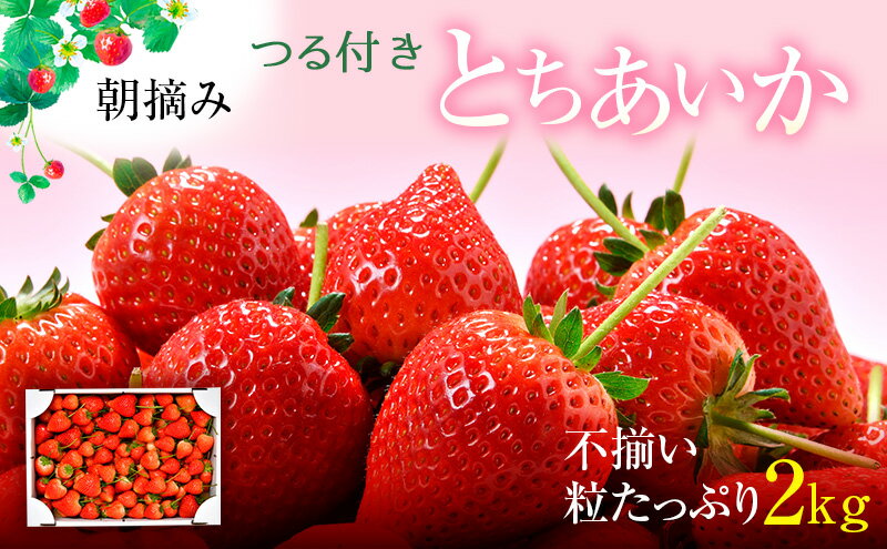 【ふるさと納税】とちあいか不揃い粒たっぷり2kg（家庭用、ジャム・冷凍など加工用にもおすすめ）【発送期日】2024年5月中旬～5月下旬頃 果物 いちご 朝取り 新鮮 美味しい ハート 甘い　【 フルーツ デザート ストロベリー 】　お届け：2024年5月15日～5月31日