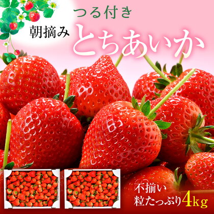 とちあいか不揃い粒たっぷり2kg×2箱 計4kg（家庭用、ジャム・冷凍など加工用にもおすすめ） 【発送期日】2024年5月中旬～5月下旬頃 果物 いちご 朝取り 新鮮 美味しい ハート 甘い　【 フルーツ デザート ストロベリー 】　お届け：2024年5月10日～5月31日