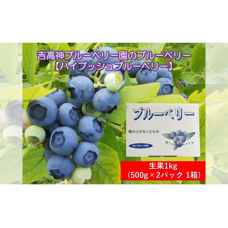 【ふるさと納税】吉高神ブルーベリー園のブルーベリー 【ハイブッシュブルーベリー】 生果1kg 500g 2パック 1箱 【鹿沼市 】 お届け：2024年6月中旬～2024年7月下旬