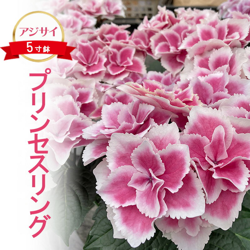 【ふるさと納税】【先行予約】アジサイ プリンセスリング ｜ 花 あじさい 紫陽花 5寸鉢 ギフト 鹿沼市 栃木県 ※2026年4月下旬～5月下旬頃に順次発送予定