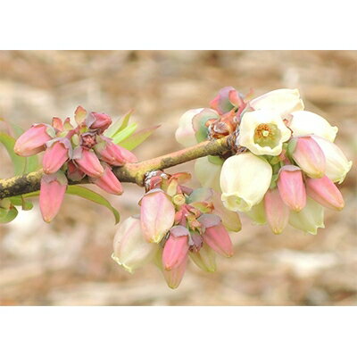 栃木県小山市の画像3