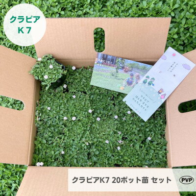 【ふるさと納税】グランドカバー植物「クラピアK7」20ポット苗セット【お申込書返信後、ご希望日に合...