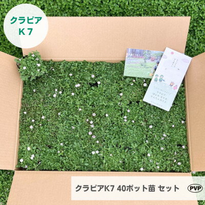 【ふるさと納税】グランドカバー植物「クラピアK7」40ポット苗セット【お申込書返信後、ご希望日に合...