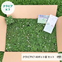 【ふるさと納税】グランドカバー植物 クラピアK7 40ポット苗セット【お申込書返信後 ご希望日に合わせて発送】【1339009】