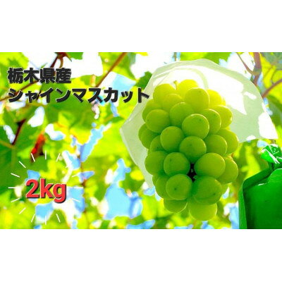 【ふるさと納税】【2kg】朝採れ新鮮!シャインマスカット【配送不可地域：離島】【1487250】