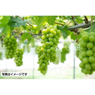 【ふるさと納税】【2kg】朝採れ新鮮!シャインマスカット【配送不可地域：離島】【1487250】