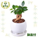 【ふるさと納税】観葉植物 ミニ ガジュマル 陶器 鉢植【1492827】