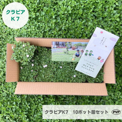 グランドカバー植物「クラピアK7」10ポット苗セット[お申込書返信後、ご希望日に合わせて発送]