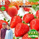 17位! 口コミ数「0件」評価「0」幻 の いちご プレミアム とちひめ ・ とちあいか 食べ比べ 600g〈2024年1月中旬～3月中旬の発送〉｜希少 柔らかい 果肉 大粒 ･･･ 