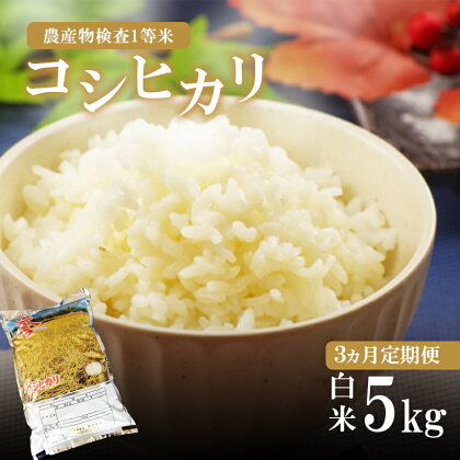 お米の定期便 3回定期 真岡産 コシヒカリ 白米 5kg 3回