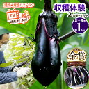【ふるさと納税】ナスの収穫体験チケット2名様| 野菜 ナス 茄子 夏秋ナス 長ナス なす なすび 夏 秋 夏休み 国産 野菜収穫 体験 特産品 栃木県 真岡市 ...