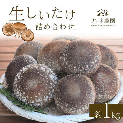 しいたけ 生椎茸 生しいたけ詰め合わせ 約1kg