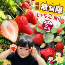 【ふるさと納税】「いちご狩り体験チケット」入園券大人2名|いちご 苺 ストロベリー レジャー 観光 デート お出かけ 体験 時間無制限 食べ放題 とちおとめ とちひめ 甘い 冬 おいしい 真岡 栃木県 送料無料