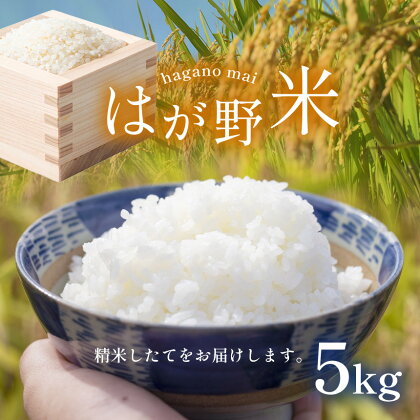 はが野米 | コシヒカリ お米 米 真岡産コシヒカリ 白米 5kg 真岡市 栃木県 送料無料