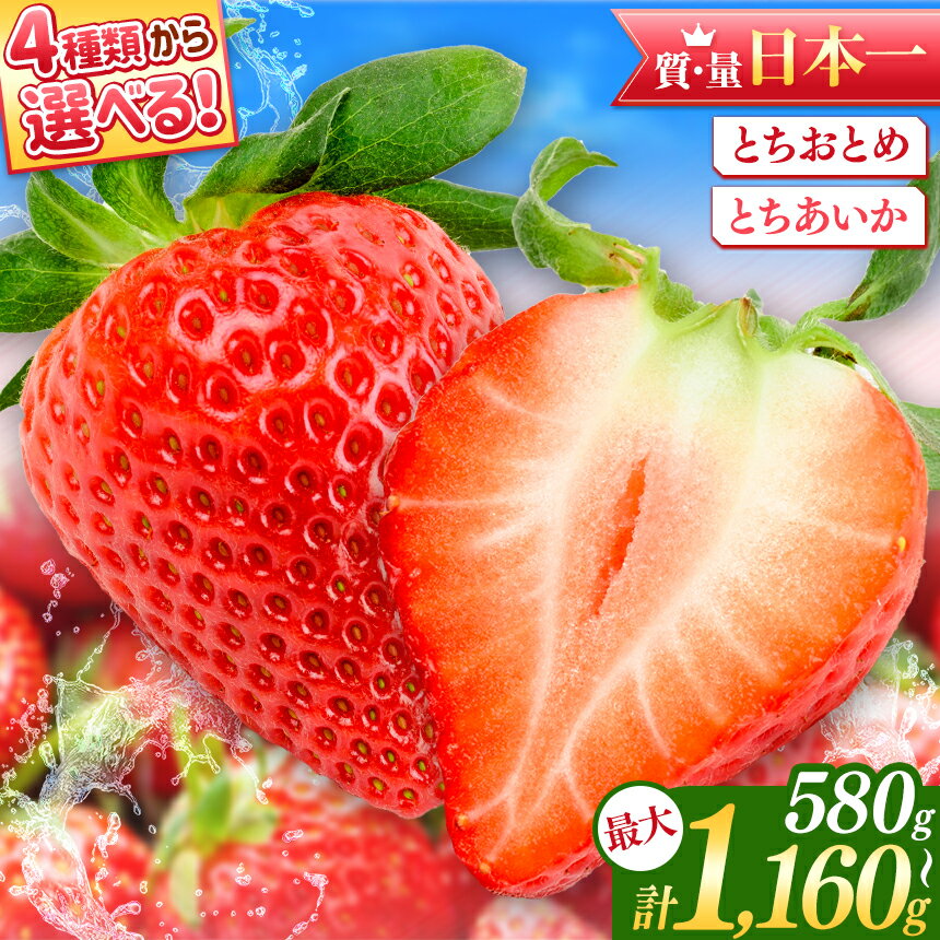 49位! 口コミ数「0件」評価「0」日本一 いちご 生産量 JA はが野 厳選 いちご 選べる品種 とちおとめ とちあいか | ＜先行予約：1月~2月に発送＞ 選べる 果物 苺･･･ 