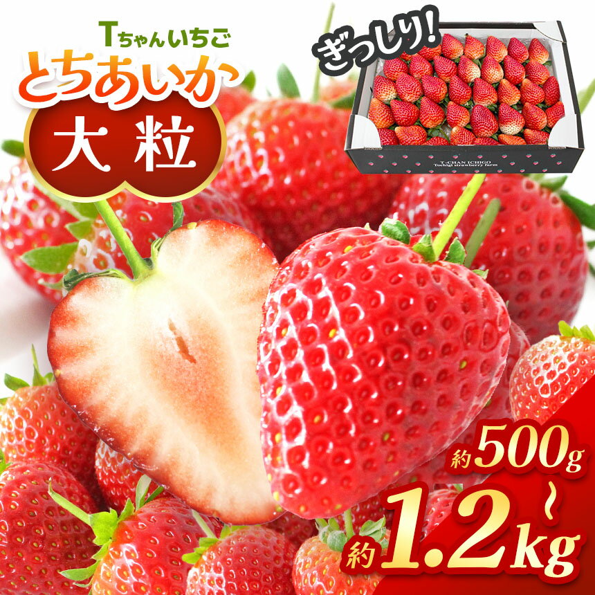 いちご 【先行予約】ぎっしり とちあいか 1.2kg 500g 大粒 ( サイズ 不揃い ) ＜ 発送期間：1月上旬～3月下旬 ＞ ｜ いちご 苺 イチゴ ストロベリー フルーツ 果物 名産品 栃木県 真岡市