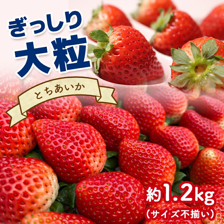 【ふるさと納税】 【先行予約】ぎっしり とちあいか 1.2kg 大粒 ( サイズ 不揃い ) ＜ 発送期間：1月上旬～3月下旬 ＞ ｜ いちご 苺 イチゴ ストロベリー フルーツ 果物 名産品 栃木県 真岡市