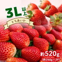 【ふるさと納税】とちあいか 3L以上 約 520g ( 約 260g × 2P ) 発送期間 1月上旬～3月下旬 苺 いちご イチゴ ストロベリー 手作り 特産品 栃木県 真岡 美味しい おいしい 旨い 美味い うまい 人気 旬 新鮮 フレッシュ ジューシー リピーター リピート 送料無料