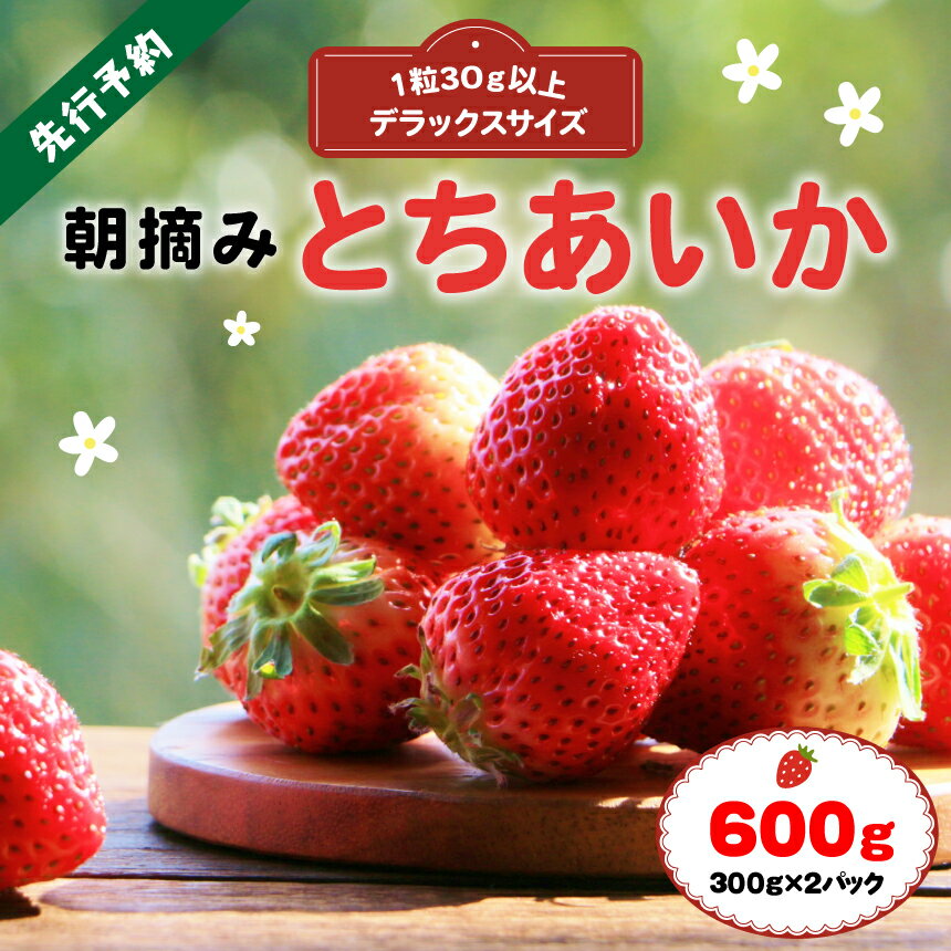 厳選 朝摘み とちあいか 3L より 大きい デラックス 600g｜ 1月 2月 3月 苺 いちご イチゴ ストロベリー 厳選 手作り 特産品 栃木県 真岡市 美味しい おいしい 旨い 美味い 人気 旬 新鮮 フレッシュ ジューシー リピーター リピート 送料無料