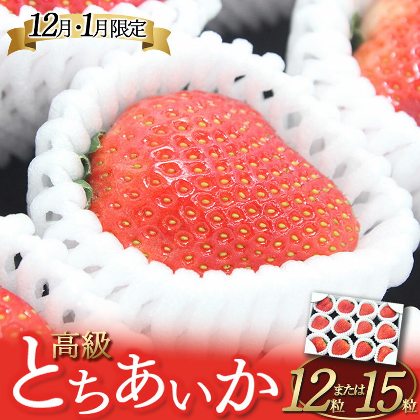 【ふるさと納税】鮮度抜群 朝採れ 旬 の 高級 とちあいか | 日本一 産地 冬 味覚 いちご 苺 イチゴ ストロベリー 大きい ハート 美味しい 果汁 ジューシー 甘い あまい 甘味 たっぷり 大容量 |…