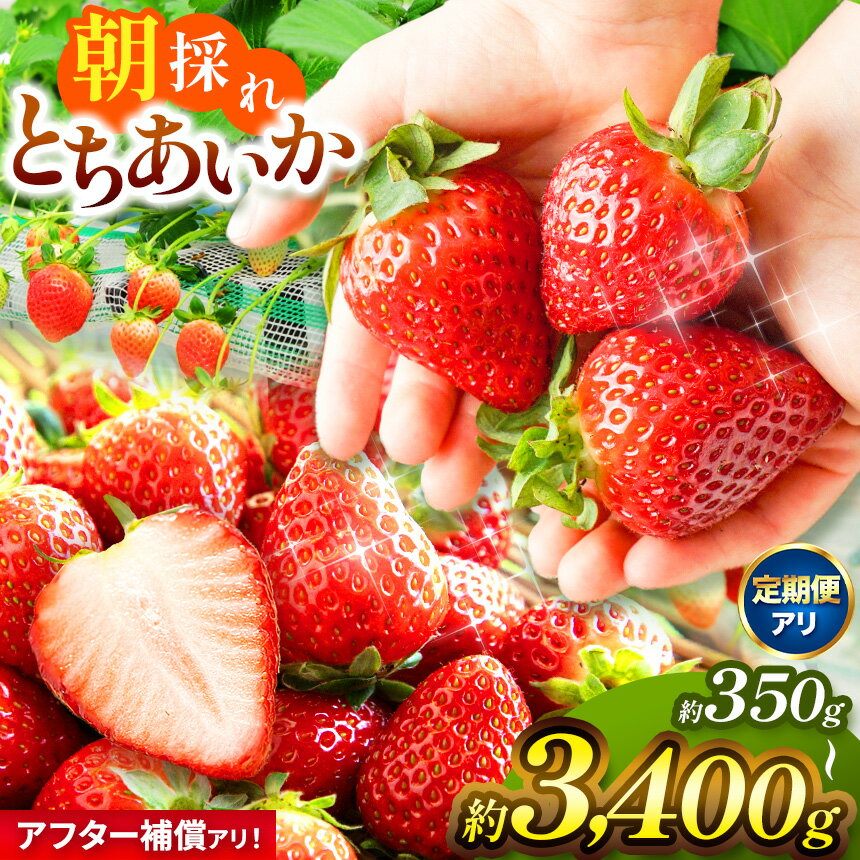 限定 定期便 いちご イチゴ とちあいか 苺 ストロベリー 朝採れ たっぷり1kg 1.4kg 2kg 贈答用 700g 訳あり 不揃い | 新鮮 完熟 高級 旬 産地直送 果汁 甘い あまい 大容量 高評価 減農薬 有機肥料 日本一 王国 安い お買い得 栃木県 真岡市 送料無料