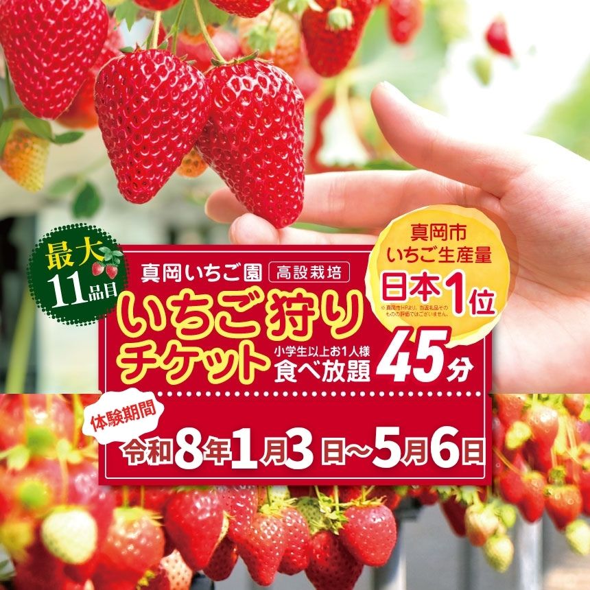 いちご狩り 体験チケット お1人様 大人 (小学歳以上) | いちご 苺 イチゴ ストロベリー 11品種 食べ放題 45分 高設 新鮮 子供 お出かけ 美味しい おいしい 果汁 甘い あまい 酸味 フォトジェニック 映え | 人気 栃木県 真岡市 旬 送料無料