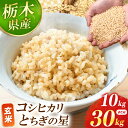 【ふるさと納税】 真岡市産 こしひかり・とちぎの星 選べる 内容量 品種 10kg~30kg | 米 先行予約 こしひかり コシヒカリ とちぎの星 新米 玄米 美味しい おにぎり シャリ 主食 おかず お米 シャリ 握り 栃木県 真岡市 送料無料 備蓄米