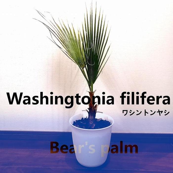 ワシントンヤシ Washingtonia filifera_栃木県大田原市生産品_Bear`s palm | 植物 プラント 人気 おすすめ 送料無料