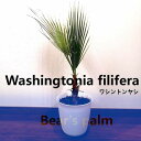 ヤシ 【ふるさと納税】ワシントンヤシ　Washingtonia filifera_栃木県大田原市生産品_Bear‘s palm | 植物 プラント 人気 おすすめ 送料無料